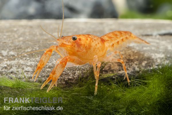 Cambarellus patzcuarensis "CPO" Weibchen